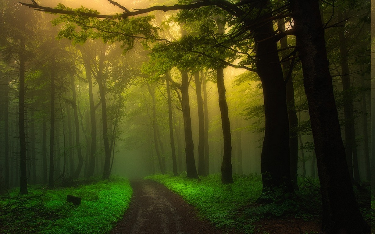 nature, Landscape, Dirt Road, Mist, Forest, Sunrise, Path, Trees, Shrubs, Green, Atmosphere, Morning Wallpaper