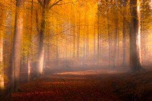 nature, Landscape, Fall, Leaves, Forest, Sunrise, Mist, Path, Trees, Sunlight, Yellow, Red