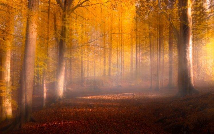 nature, Landscape, Fall, Leaves, Forest, Sunrise, Mist, Path, Trees, Sunlight, Yellow, Red HD Wallpaper Desktop Background