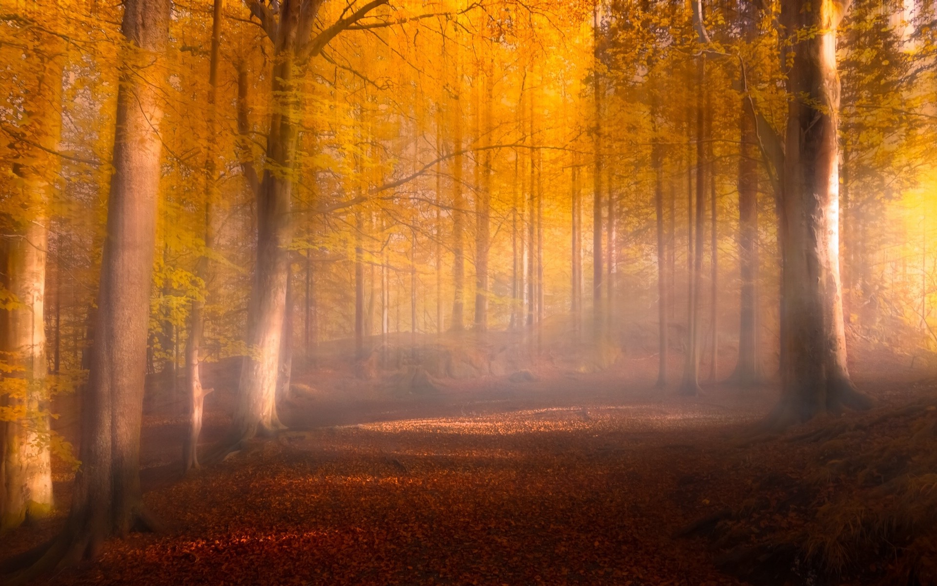 nature, Landscape, Fall, Leaves, Forest, Sunrise, Mist, Path, Trees, Sunlight, Yellow, Red Wallpaper