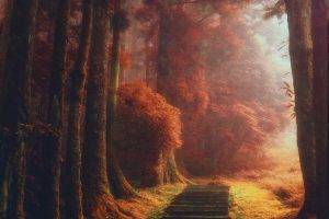 nature, Landscape, Magic, Path, Trees, Mist, Fall, Leaves, Sunrise, Stairs, Daylight