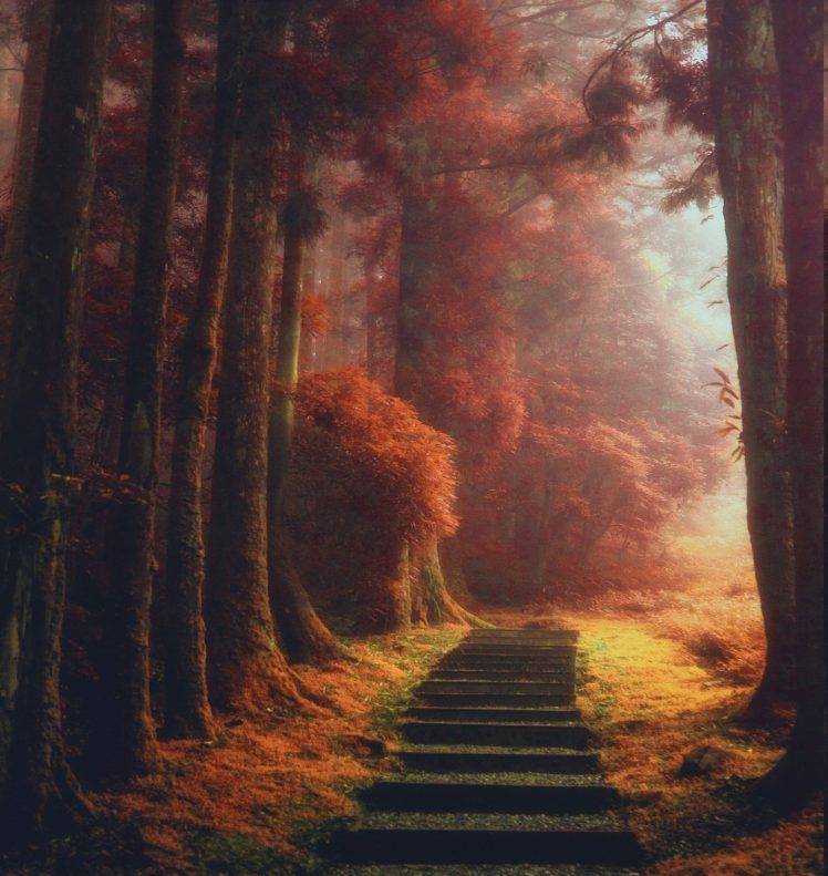 nature, Landscape, Magic, Path, Trees, Mist, Fall, Leaves, Sunrise, Stairs, Daylight HD Wallpaper Desktop Background