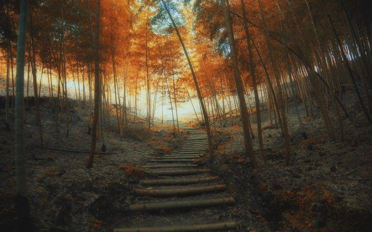nature, Landscape, Path, Fall, Stairs, Trees, Bamboo, Mist, Sunrise, Forest HD Wallpaper Desktop Background