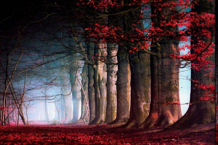 nature, Landscape, Fairy Tale, Trees, Leaves, Mist, Path, Red, Blue, Daylight, Fall HD Wallpaper Desktop Background