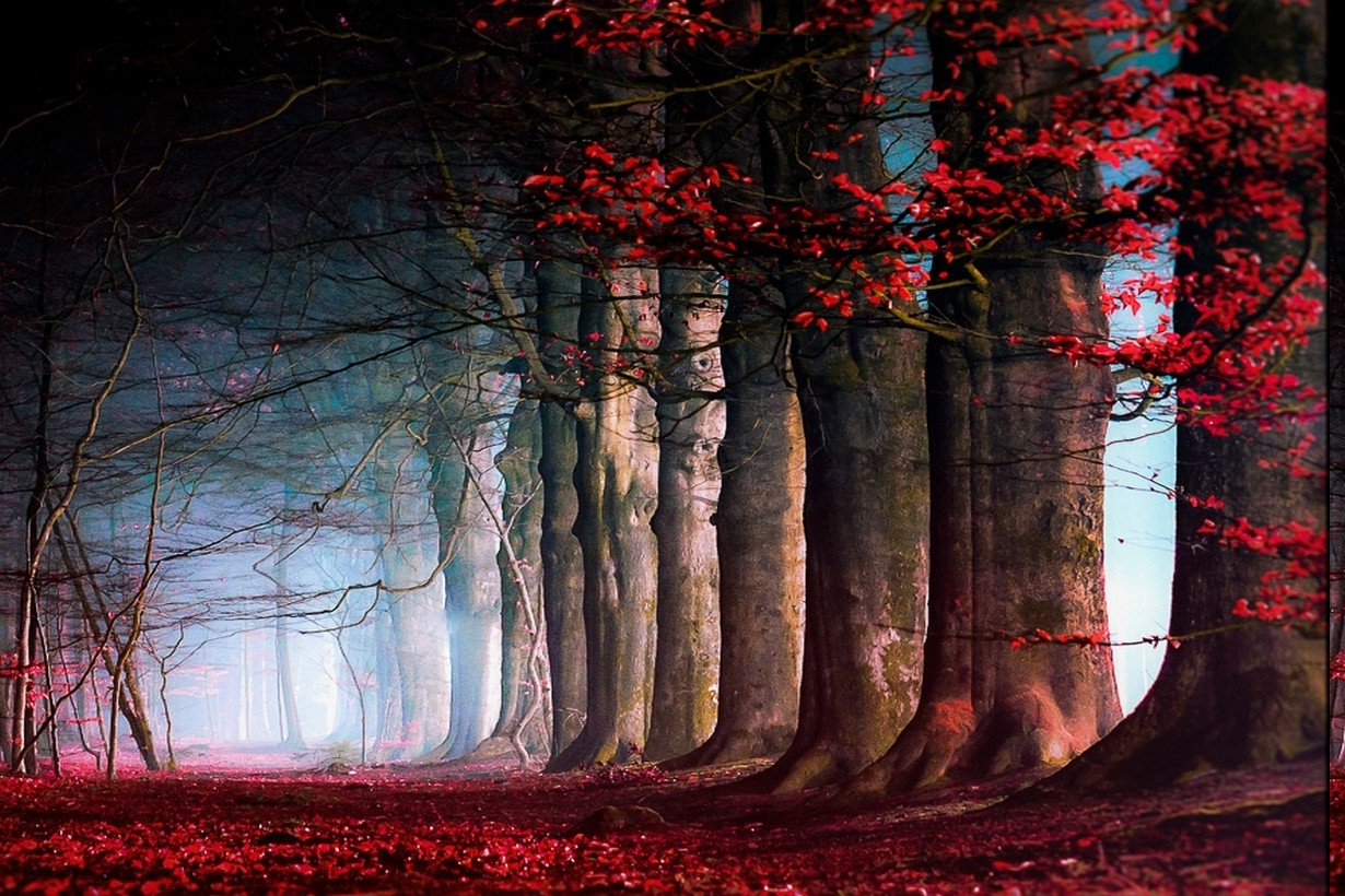 nature, Landscape, Fairy Tale, Trees, Leaves, Mist, Path, Red, Blue, Daylight, Fall Wallpaper