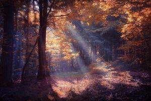 nature, Landscape, Forest, Sun Rays, Colorful, Mist, Fall, Trees, Leaves, Shrubs