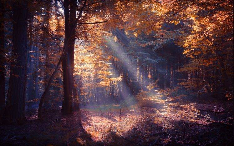 nature, Landscape, Forest, Sun Rays, Colorful, Mist, Fall, Trees, Leaves, Shrubs HD Wallpaper Desktop Background