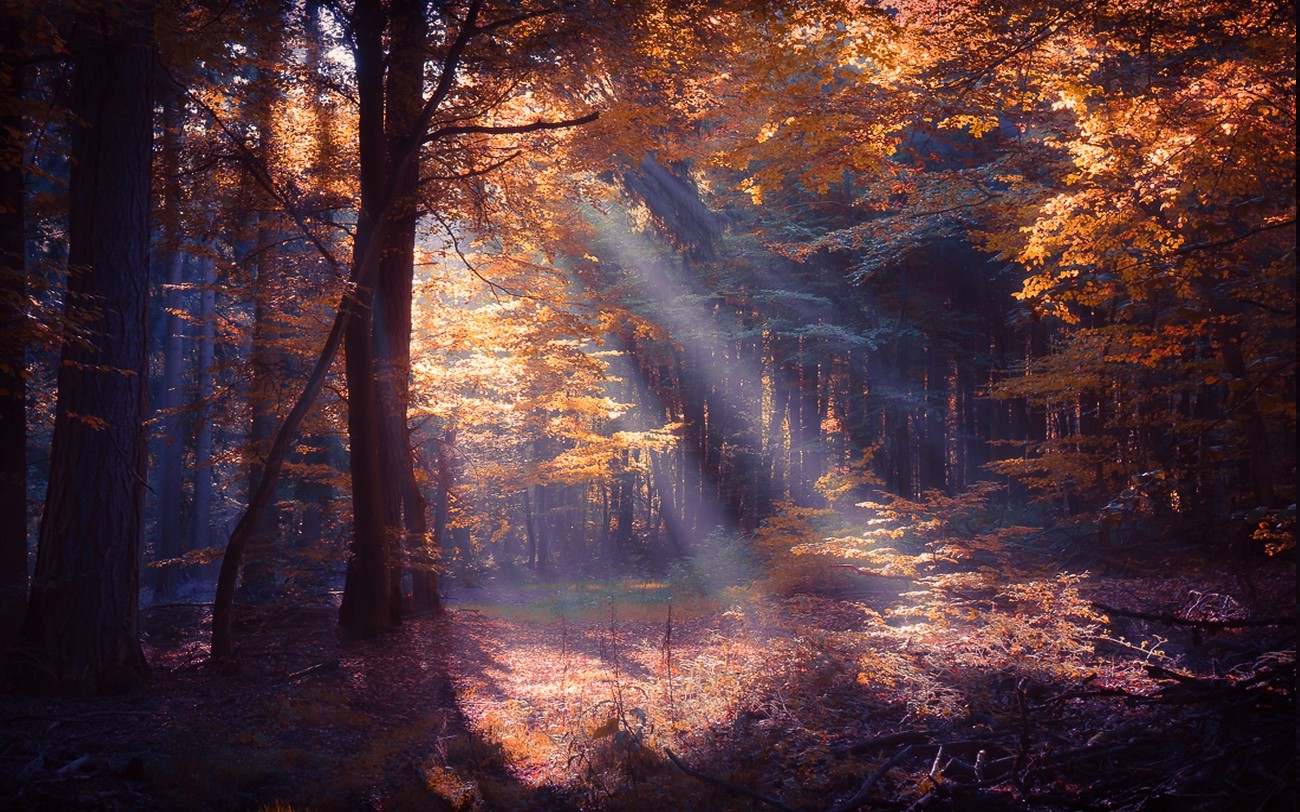 nature, Landscape, Forest, Sun Rays, Colorful, Mist, Fall, Trees, Leaves, Shrubs Wallpaper