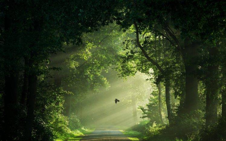 nature, Landscape, Netherlands, Mist, Road, Birds, Flying, Green, Sun Rays, Morning, Trees, Shrubs, Path HD Wallpaper Desktop Background