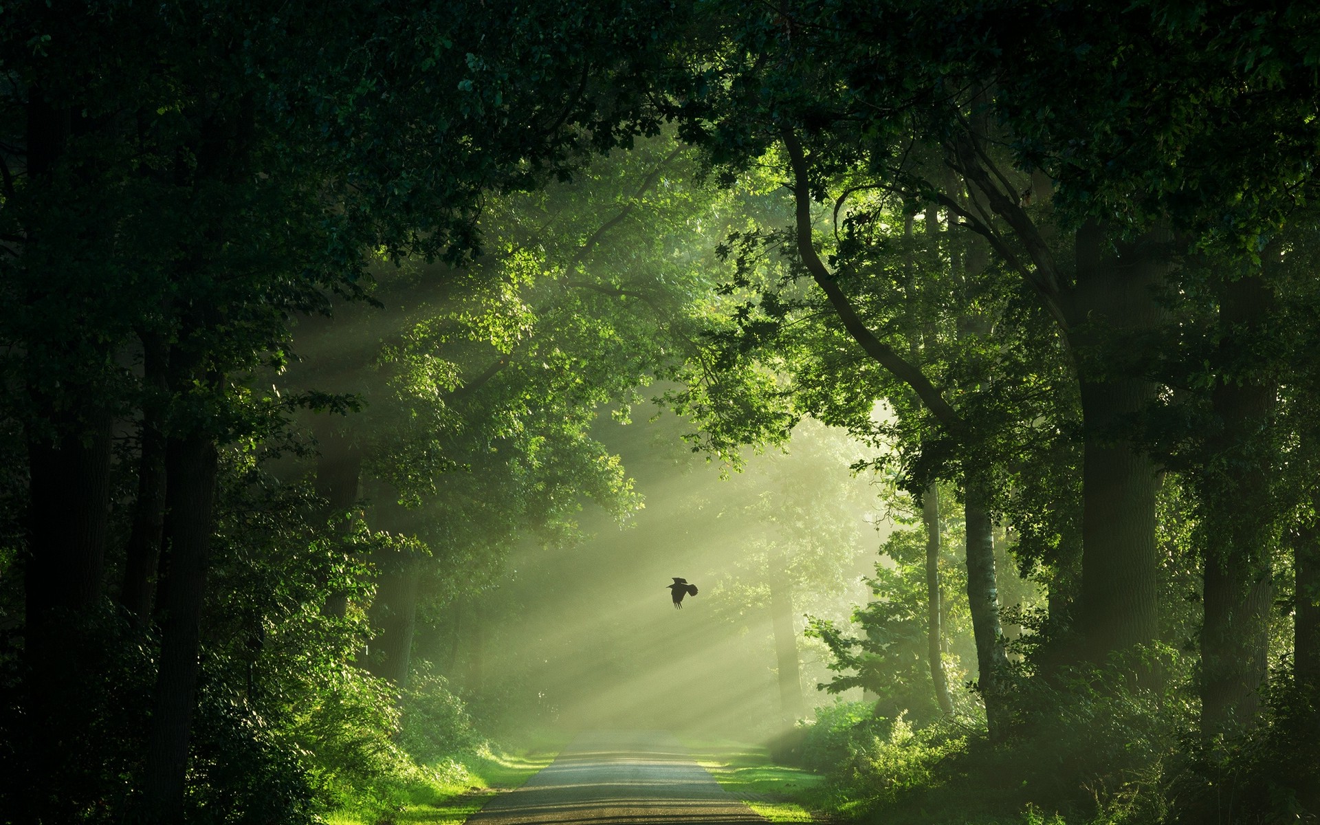 nature, Landscape, Netherlands, Mist, Road, Birds, Flying, Green, Sun Rays, Morning, Trees, Shrubs, Path Wallpaper