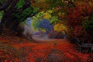 nature, Landscape, Colorful, Path, Trees, Fence, Leaves, Fall, Tunnel, Shrubs