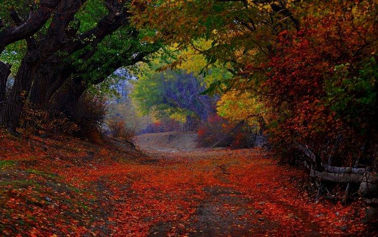 nature, Landscape, Colorful, Path, Trees, Fence, Leaves, Fall, Tunnel, Shrubs HD Wallpaper Desktop Background