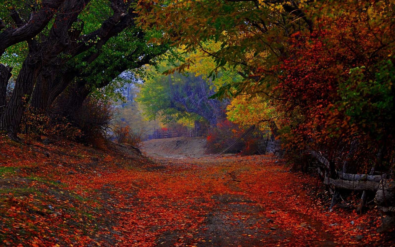 nature, Landscape, Colorful, Path, Trees, Fence, Leaves, Fall, Tunnel, Shrubs Wallpaper