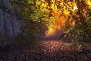 nature, Landscape, Forest, Mist, Sunrise, Leaves, Fall, Trees, Atmosphere, Path, Fairy Tale