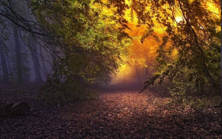 nature, Landscape, Forest, Mist, Sunrise, Leaves, Fall, Trees, Atmosphere, Path, Fairy Tale HD Wallpaper Desktop Background