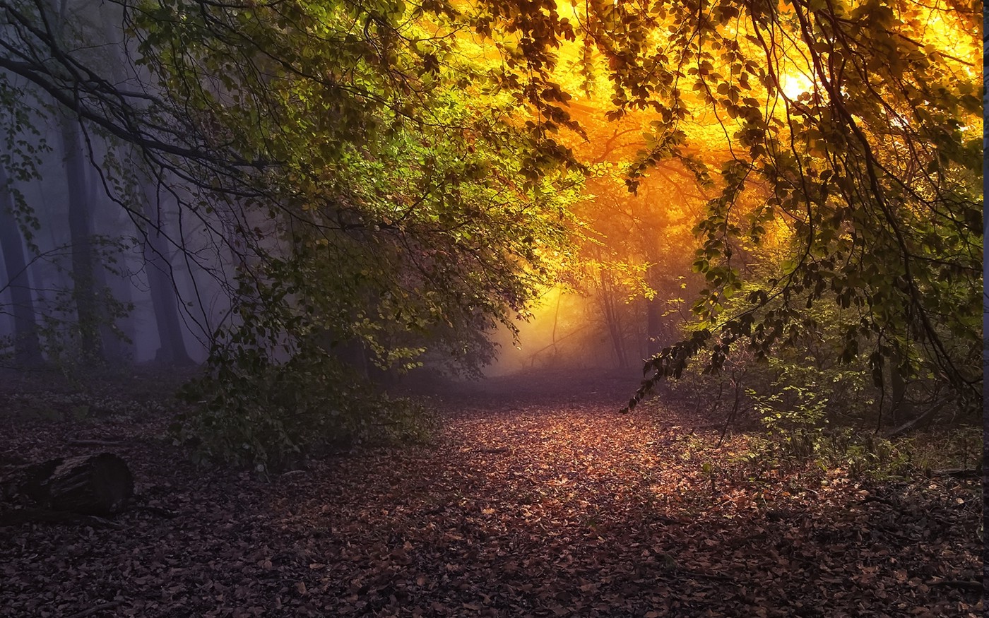 nature, Landscape, Forest, Mist, Sunrise, Leaves, Fall, Trees, Atmosphere, Path, Fairy Tale Wallpaper