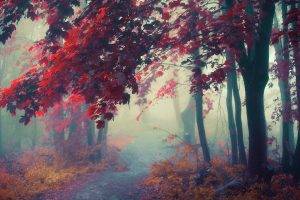 nature, Landscape, Path, Mist, Sunrise, Trees, Fall, Shrubs, Forest, Leaves, Colorful, Atmosphere