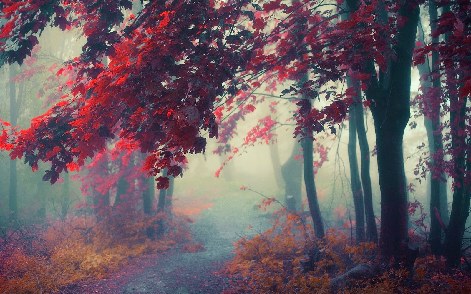 nature, Landscape, Path, Mist, Sunrise, Trees, Fall, Shrubs, Forest, Leaves, Colorful, Atmosphere Wallpaper