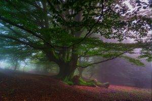 nature, Landscape, Trees, Hill, Leaves, Mist, Forest, Sunrise, Morning, Moss, Spain