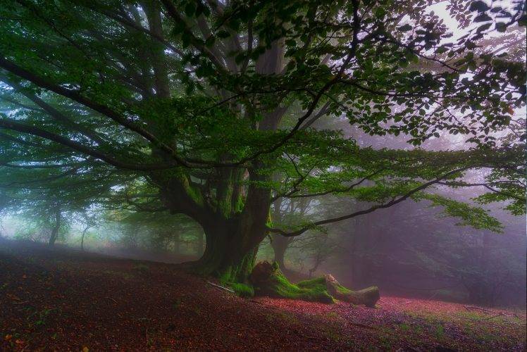 nature, Landscape, Trees, Hill, Leaves, Mist, Forest, Sunrise, Morning, Moss, Spain HD Wallpaper Desktop Background