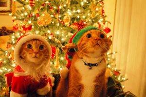 cat, Christmas, Fir, Costumes, Decorations