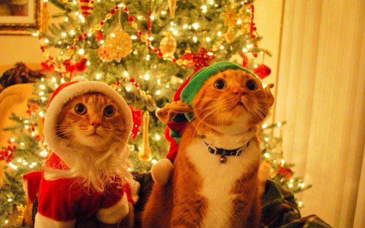 cat, Christmas, Fir, Costumes, Decorations HD Wallpaper Desktop Background