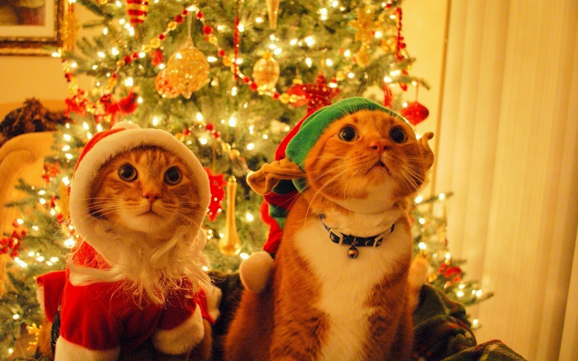 cat, Christmas, Fir, Costumes, Decorations Wallpaper