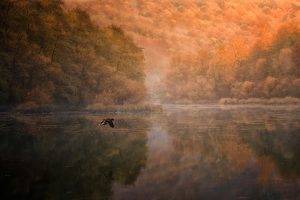 landscape, Nature, Mountain, Forest, Lake, Birds, Flying, Water, Reflection, Mist, Trees, Fall, Morning, Duck