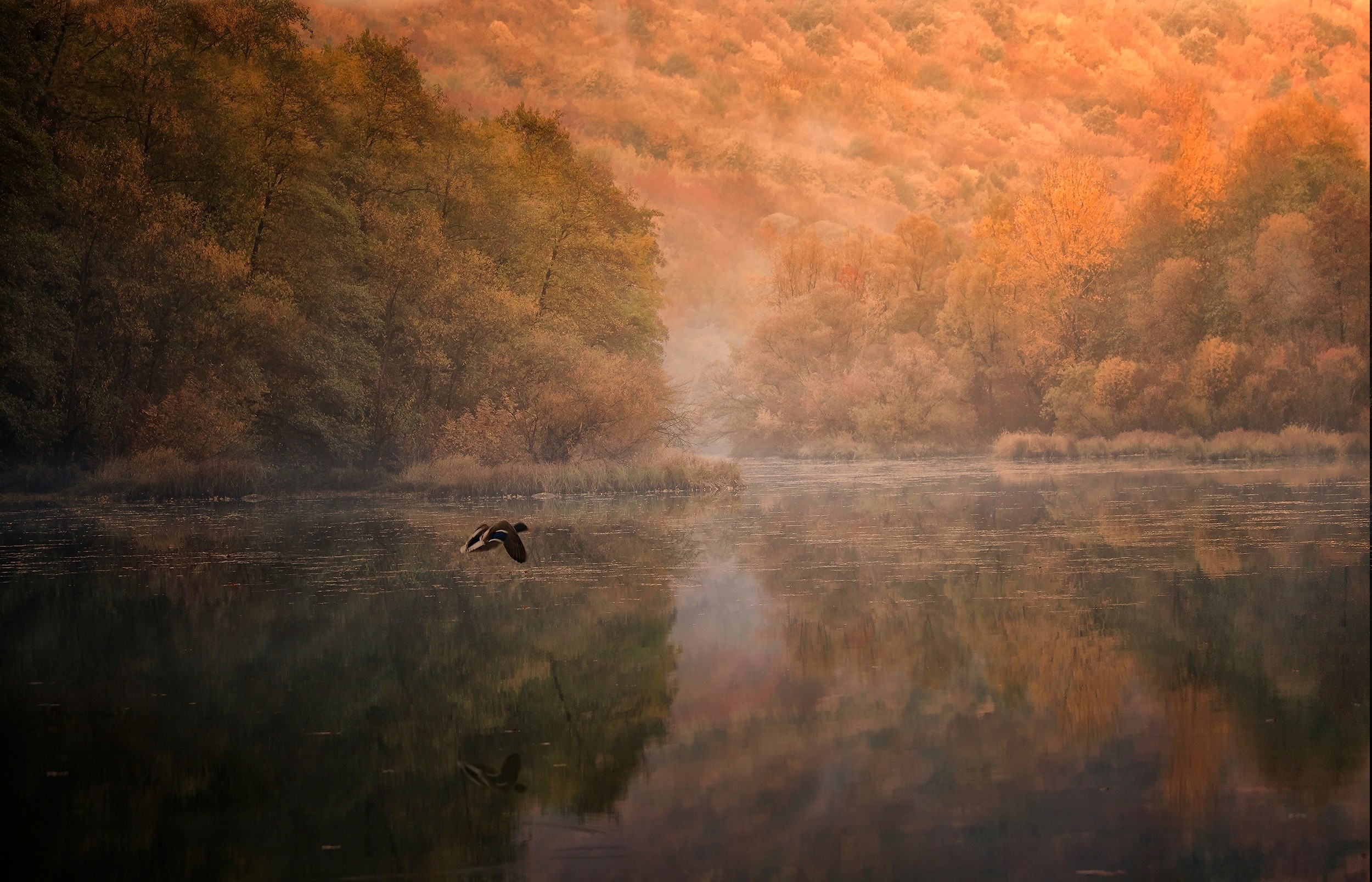 landscape, Nature, Mountain, Forest, Lake, Birds, Flying, Water, Reflection, Mist, Trees, Fall, Morning, Duck Wallpaper