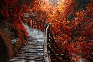 nature, Landscape, River, Forest, Fall, Walkway, Path, Trees, Leaves