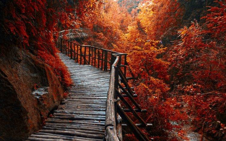 nature, Landscape, River, Forest, Fall, Walkway, Path, Trees, Leaves HD Wallpaper Desktop Background