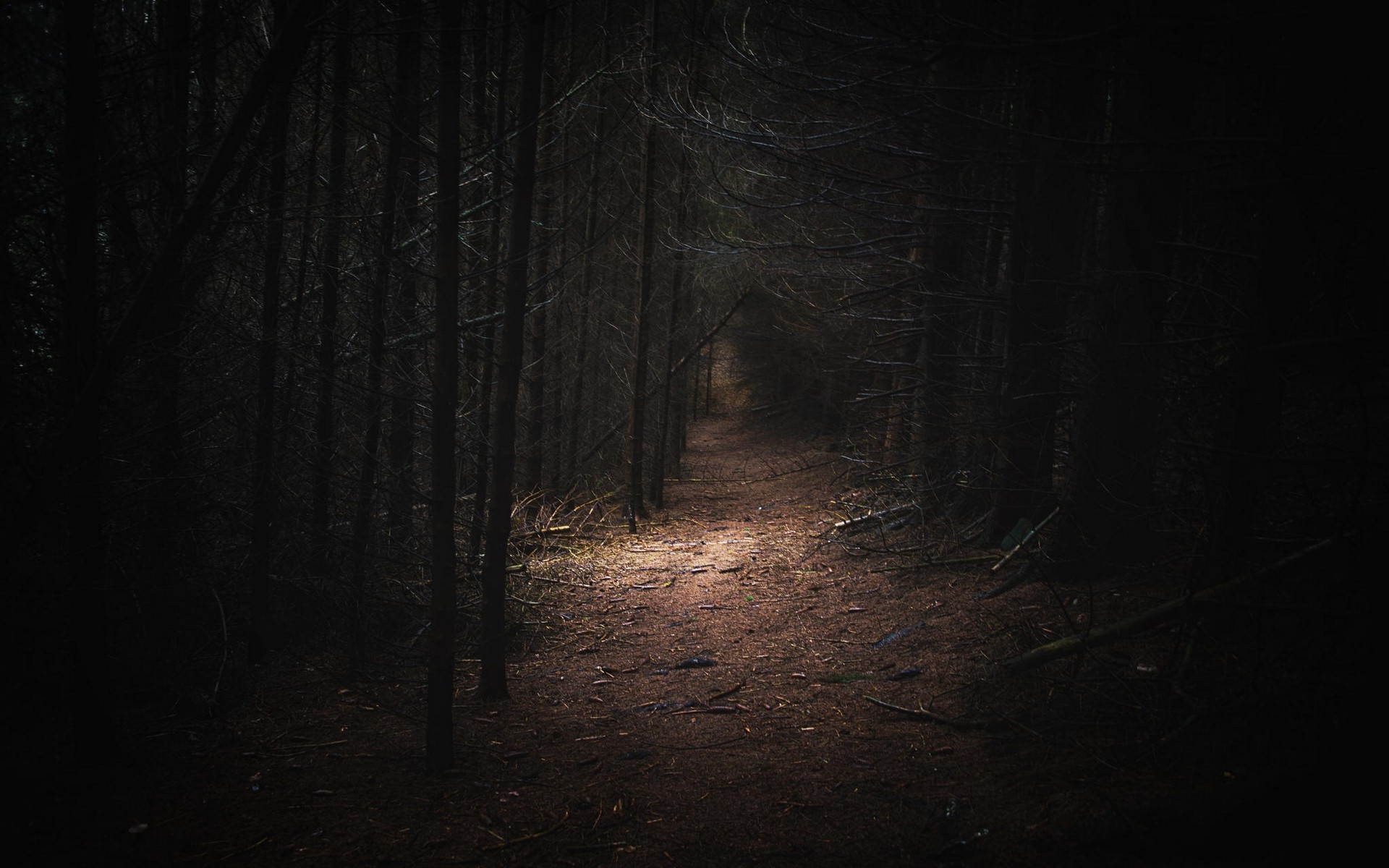 nature, Landscape, Dark, Forest, Germany, Path, Daylight, Trees Wallpapers  HD / Desktop and Mobile Backgrounds