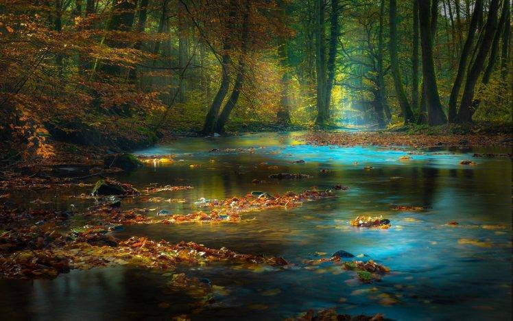 nature, Landscape, Forest, River, Fall, Leaves, Sun Rays, Mist, Sunlight, Trees, Morning, Germany, Water HD Wallpaper Desktop Background