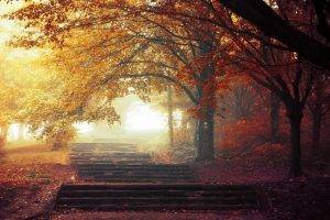 nature, Landscape, Mist, Trees, Fall, Path, Leaves, Park, Walkway, Morning