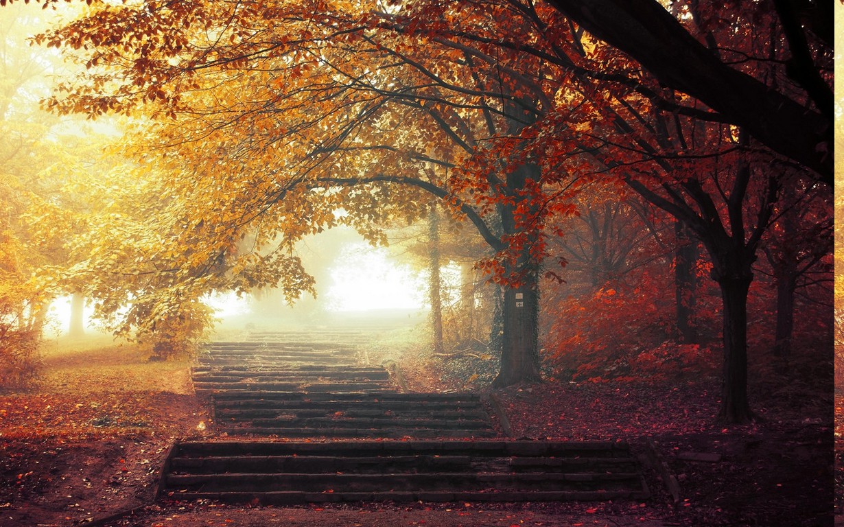 nature, Landscape, Mist, Trees, Fall, Path, Leaves, Park, Walkway, Morning Wallpaper