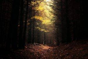 nature, Landscape, Dark, Forest, Daylight, Path, Trees, Leaves