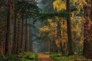 nature, Landscape, Colorful, Fall, Forest, Dirt Road, Grass, Path, Mist, Trees, Yellow