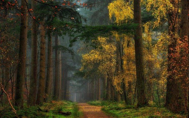 nature, Landscape, Colorful, Fall, Forest, Dirt Road, Grass, Path, Mist, Trees, Yellow HD Wallpaper Desktop Background