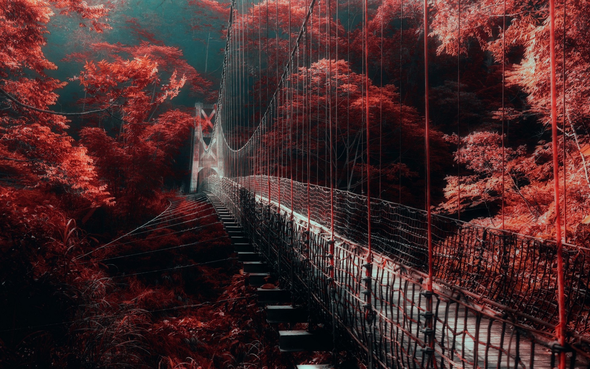 nature Landscape Red  Forest Bridge Mist Trees 