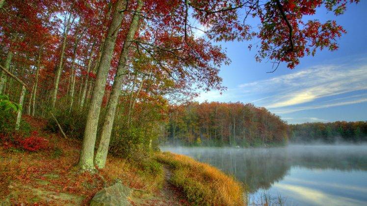 nature, Landscape, Forest, Mist, Trees HD Wallpaper Desktop Background