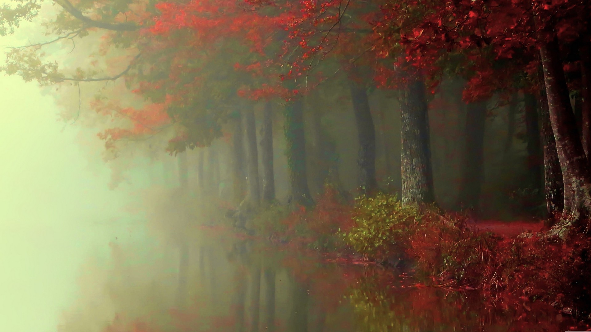 nature, Landscape, Fall, Forest, Mist, River, Trees, Red, Leaves, Shrubs, Reflection, Morning, Atmosphere Wallpaper