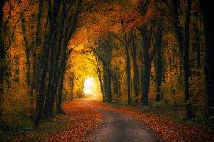 nature, Landscape, Fall, Road, Forest, Leaves, Shrubs, Sunlight, Trees, Tunnel