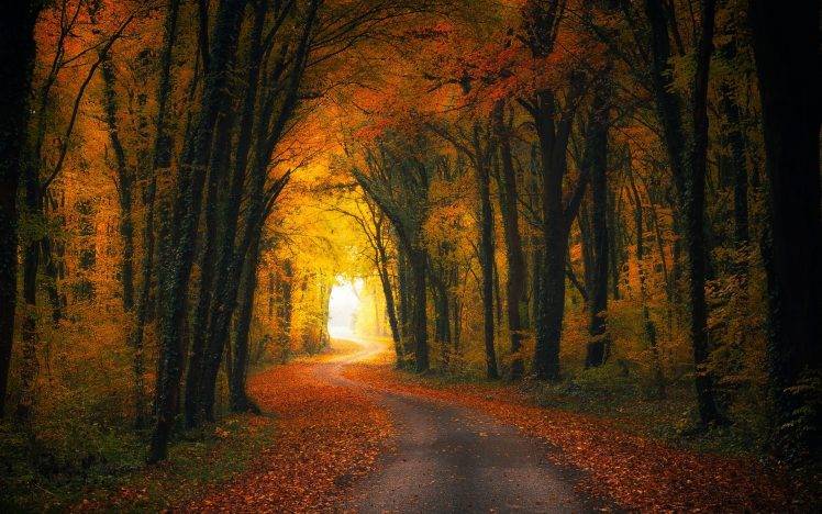 nature, Landscape, Fall, Road, Forest, Leaves, Shrubs, Sunlight, Trees, Tunnel HD Wallpaper Desktop Background