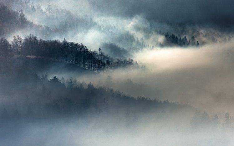 nature, Landscape, Mist, Fall, Sunrise, Forest, Mountain, Trees HD Wallpaper Desktop Background
