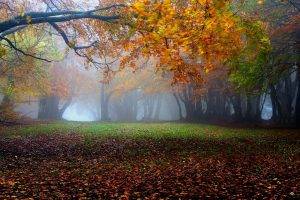 nature, Landscape, Mist, Fall, Leaves, Grass, Trees, Sunrise, Park, Morning