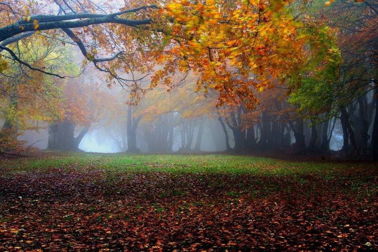 nature, Landscape, Mist, Fall, Leaves, Grass, Trees, Sunrise, Park, Morning HD Wallpaper Desktop Background