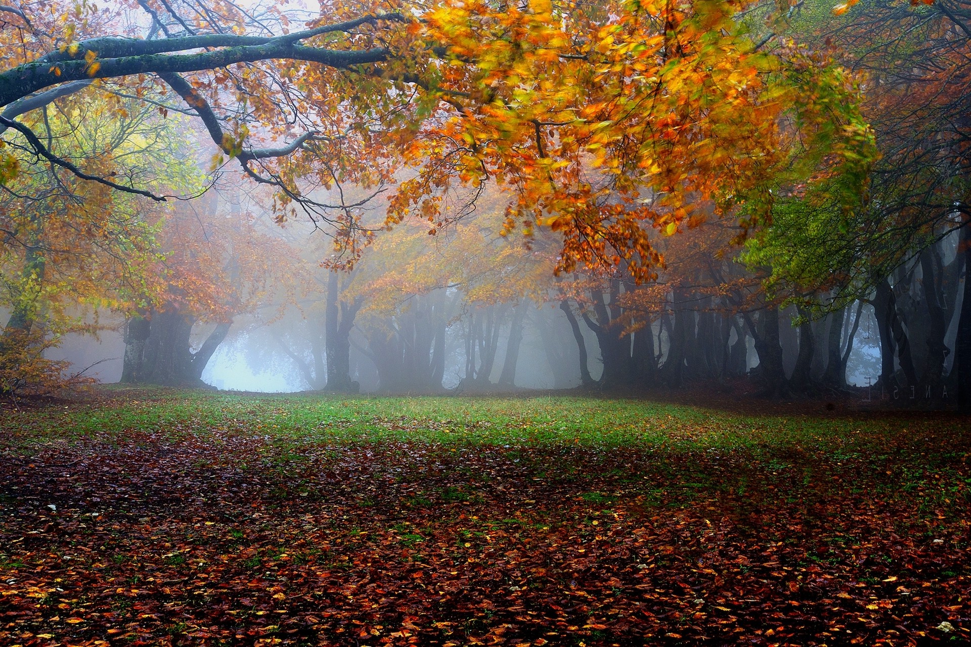 nature, Landscape, Mist, Fall, Leaves, Grass, Trees, Sunrise, Park, Morning Wallpaper