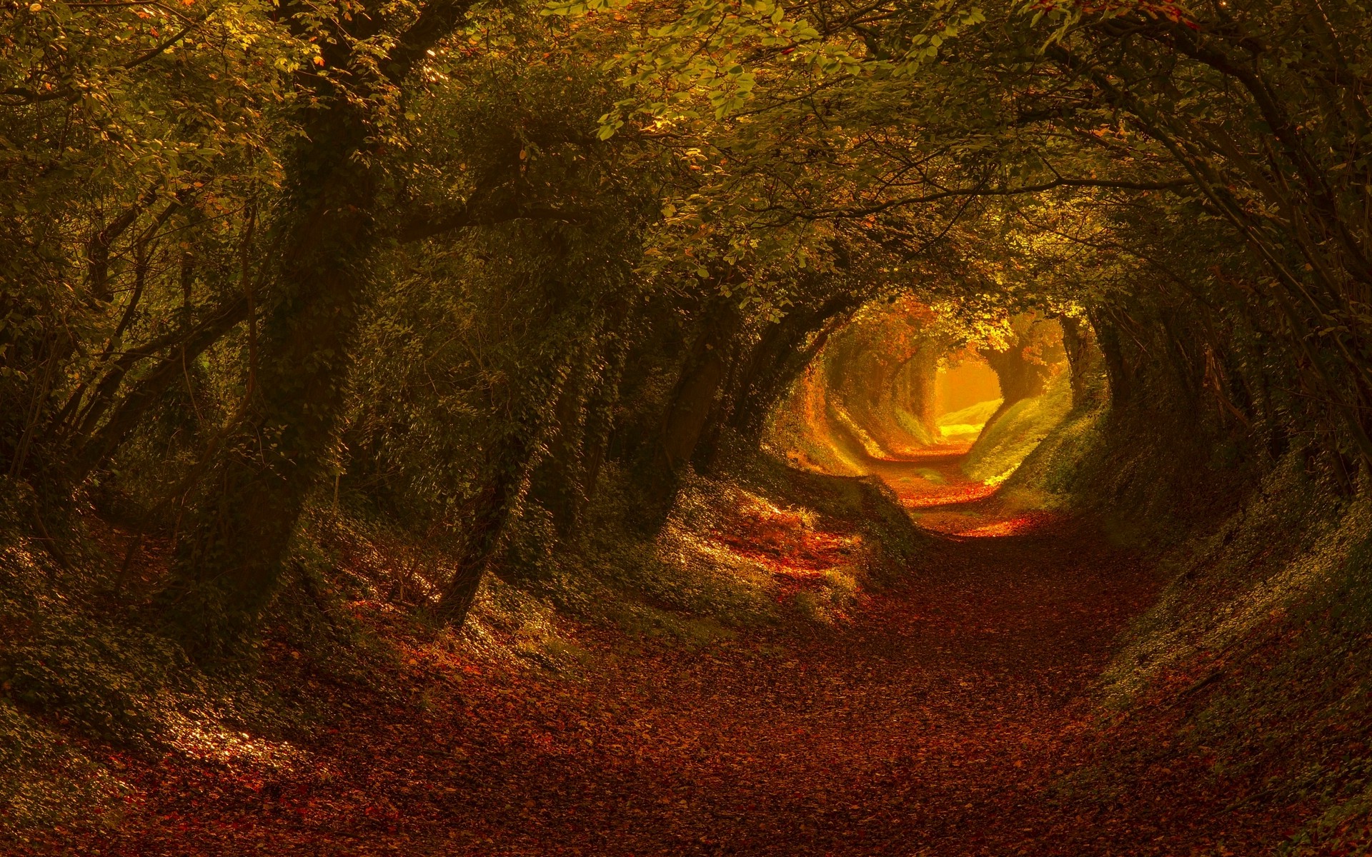 nature, Trees, Fall, Leaves, Tunnel, Sunlight, Landscape, Foliage Wallpaper