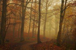 nature, Landscape, Path, Fall, Mist, Forest, Leaves, Sunrise, Trees