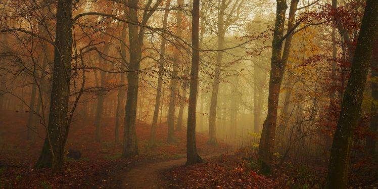 nature, Landscape, Path, Fall, Mist, Forest, Leaves, Sunrise, Trees HD Wallpaper Desktop Background